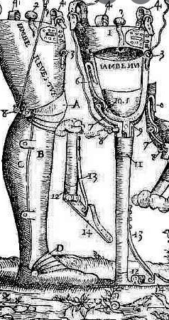 miembros ortopédicos