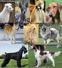 ¿Cómo surgieron las diferentes razas de perros?