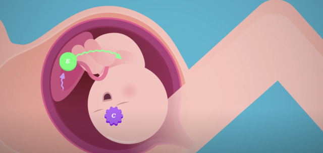 Placenta stops producing progesterone