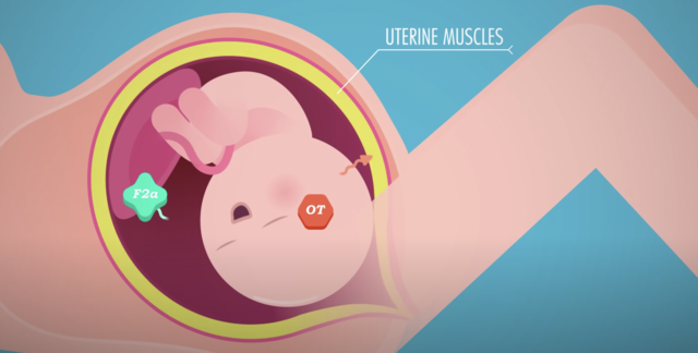 Oxytocin, prostaglandins and contractions
