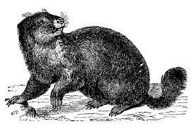 Animal Reportable Plague