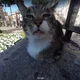 Funny cat