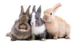 Timeline: HISTORIA DE MI VIDA