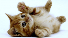 Timeline: historia de mi vida