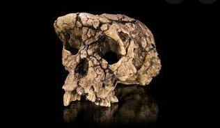 Sahelanthropus tchadensis
