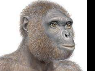 Ardipithecus ramidus