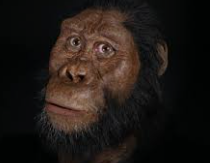 Australopithecus anamensis