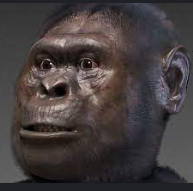 Australopithecus afarensis