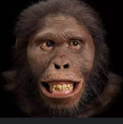 Australopithecus africanus