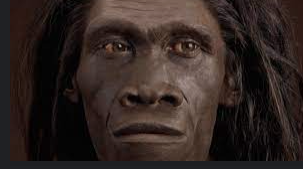Homo erectus