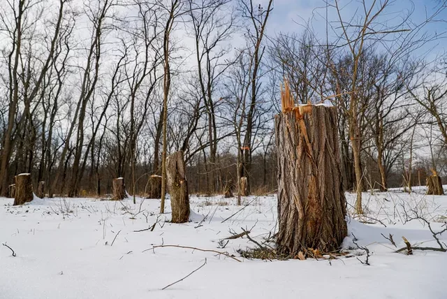 Big Risks Big Rewards