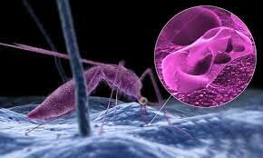 Descubrimiento del ciclo de vida del parásito de la Malaria