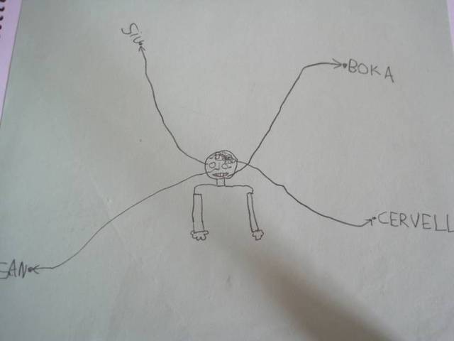 On està situat el cervell?