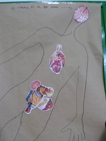 Col.loquem els òrgans