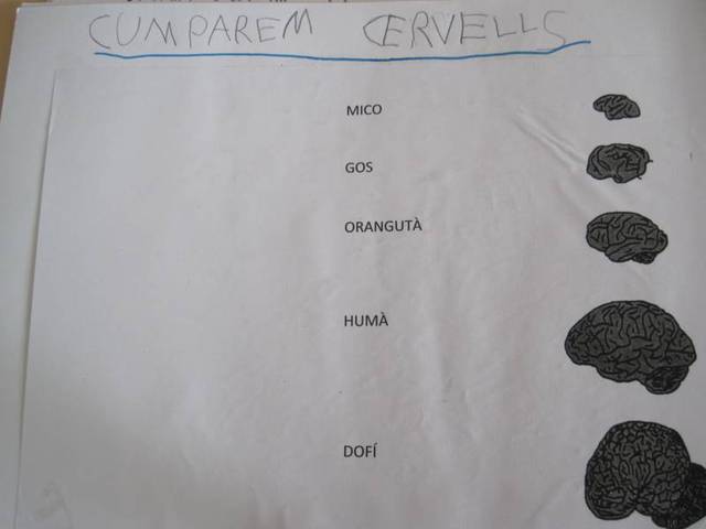 Cervell de conill