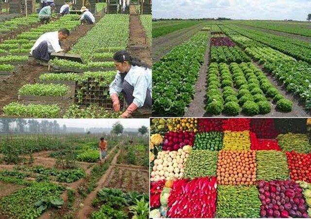 agricultura ecológica