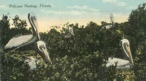 Pelican Island, Florida named first national wildlife refuge