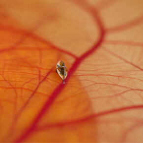 Multi-Scale Robotics Lab de ETH Zürich