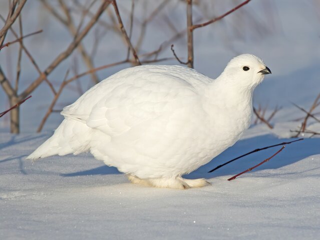 ptarmigan