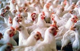 INTRODUCCIÓN DEL GALLO