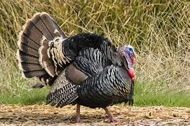 Domesticación del guajolote