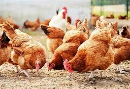 La explotación de aves