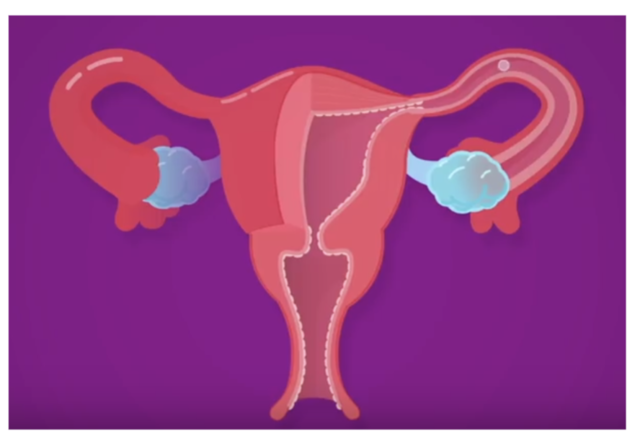 Movement of zygote and morula