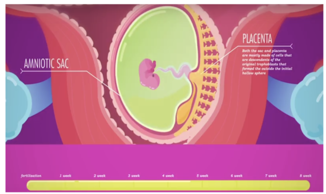 Development of Foetus