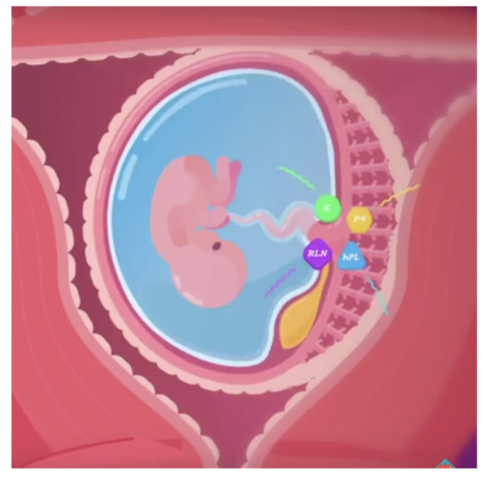 Female anatomical changes