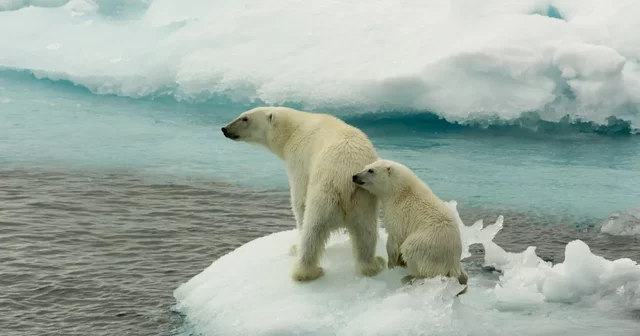 Especialización en meteorología en zonas árticas