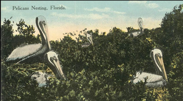 Pelican Island, Florida named first national wildlife refuge