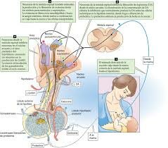 Alimentación de 0 a 6 meses