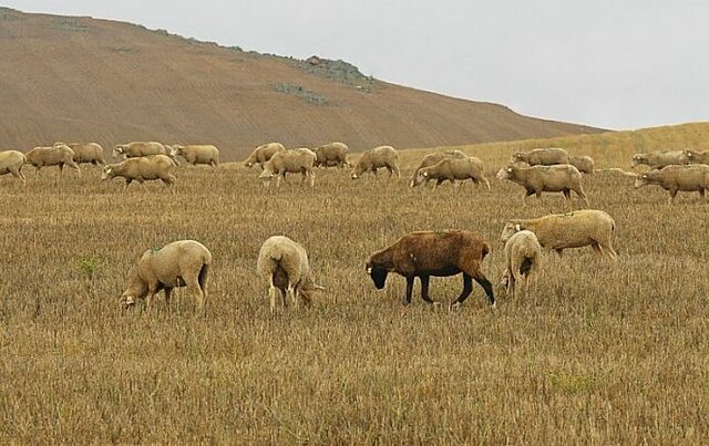 Agricultura i ramaderia