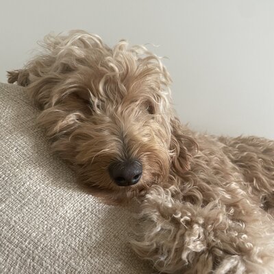 Timeline: Chapter 4 - Tsunamis (Natural disasters)