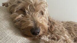 Timeline: Chapter 4 - Tsunamis (Natural disasters)