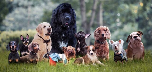 Diferencias respecto a otros cánidos