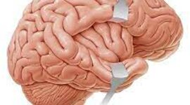 Timeline: PERIODOS HISTORICOS DE LA NEUROPSICOLOGIA DE LA EDUCACION