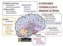 GESCHWIND. ( SÍNDROMES CORTICALES )