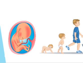 División de las Etapas del desarrollo