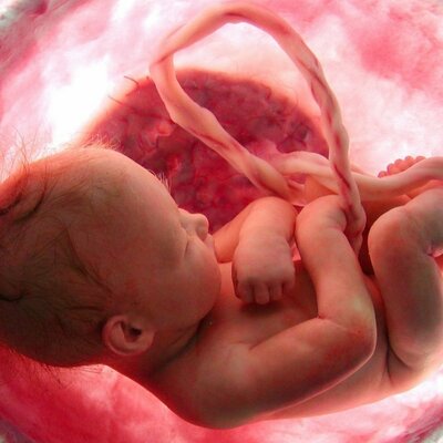 Timeline: Etapas prenatal y perinatal