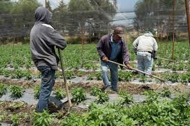 Unión de Campesinos