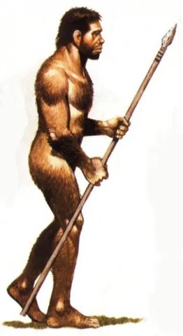 Homo Erectus