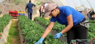 Carencia de mano de obra y Segunda Guerra Mundial