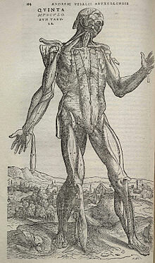 La fábrica del cuerpo humano - Andrés Vesalio
