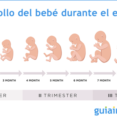 Timeline: DESARROLLO DEL FETO