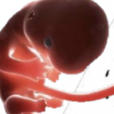 Timeline: Desarrollo embrionario y fetal.