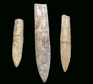 Belemnites
