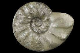 Ammonites Ceratites