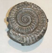 Ammonites Hildoceras