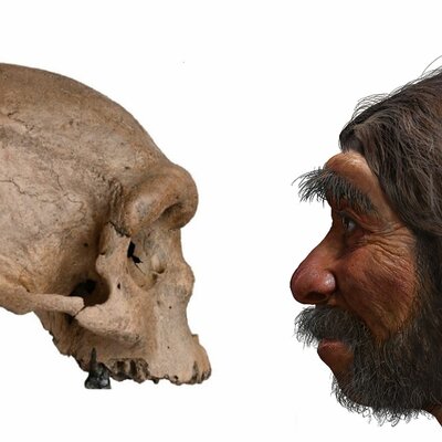 Timeline: Evolución y los homínidos. Rivero Lucas , Luciano Brumer